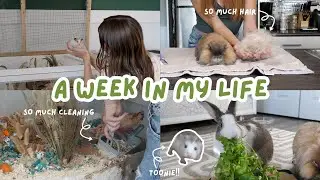 A Week in my Life | Victoria Raechel (2024)