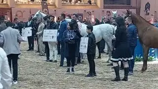 عروض #سومر  للخيول ماشاء الله