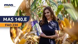 Kukurydza MAS 140.E -  NIESKAZITELNA OPŁACALNOŚĆ
