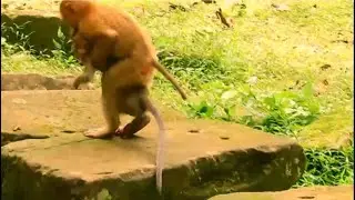 Adorable funny girl Amanda feels miss BB Rainbow hugging Shakira to run away BUT cannot walk well.
