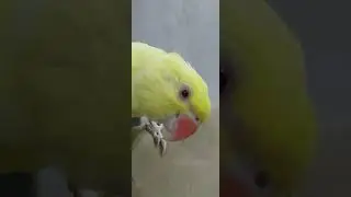 parrot | angry mood | indian ring neck