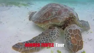 Turtle tour