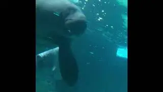 Epcot Manatees