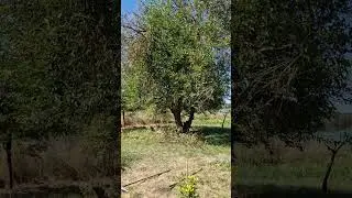 Полтавщина, украинское село на исходе лета, 16.08.24