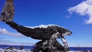 Driftwood sculptures from Campbell River BC