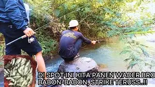 SPOT KECIL TERSEMBUNYI, IKANNYA MELIMPAH RUAH, Mancing wader spot tengah kebun kopi, mantab