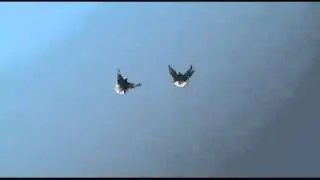 Skycutters pigeons, голуби в разный ветер июль 2014 серпастые