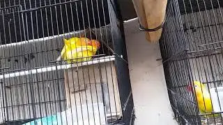 Sibule Terciduk wikwik disiang bolong