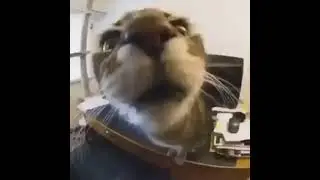 ñ