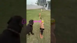 It’s Play Time with Pets #love pet vacations #pawwnation #viral #pets #shortvideo #play #dog #paws