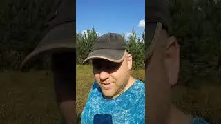 Маслята