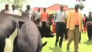 Raila odinga chased by a cow... Funny!!