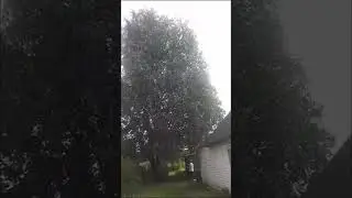 двойная береза и дуб