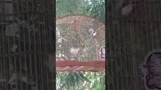 sibite tigrão de Teresina Piauí 😍😍😍😍😍😍