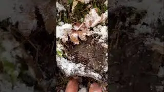 MARZUELOS EN LA NIEVE DÍA COMPLICADO 🐿️ #nature #mushroom