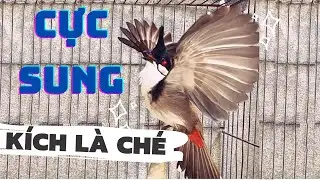 Luyện chào mào hót căng lửa, QUÁ HAY - CHÉ KÍCH BỔI CĂNG ĐÉT, Cách luyện chào mào hót sáng, chao mao