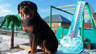 Порода Ротвейлер в мороз загонять домой или оставить собаку на улице?