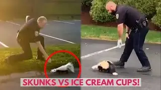 Skunks VS Ice Cream Cups! | VIX
