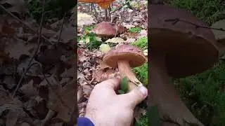 pinicola #funghiporcini #boletus #cepes #porcini #steinpilze #funghi #mushrooms