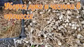 Уборка лука и чеснока пока в процессе.