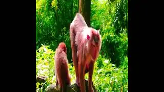 baby lovely my mommy  50