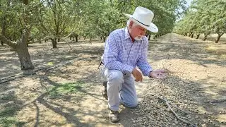 Drought Is Affecting A Fresno County Farmer ; Almond Growing Takes A Lot Of Water