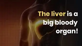 The Liver : The Largest Internal Organ Facts💁‍♂️