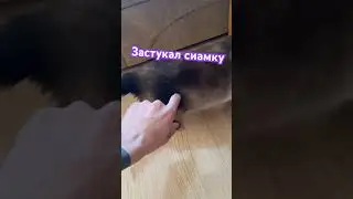 Застукал сиамку дома #рекомендации #животные #fyp