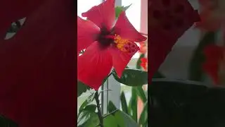 Весна на подоконнике 