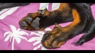 Four, Five, or Six Toes—What’s Normal for Your Dog, and Should Extras Go? #DogHealth #ExtraToes