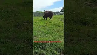 В КАРЕЛЬСКОМ ЗООПАРКЕ(будут ещё видео про зоопарк)