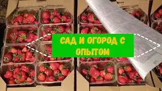КЛУБНИКА ОТ А ДО Я ДЛЯ НАЧИНАЮЩИХ КАК ВЫРАСТИТЬ БОЛЬШОЙ УРОЖАЙ КЛУБНИКИ