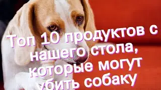 Топ 10 продуктов с нашего стола, которые могут убить собаку