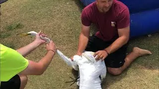 Bird in distress – saving a bird from a hook and fishing line in Florida Clearwater Beach Pier 60