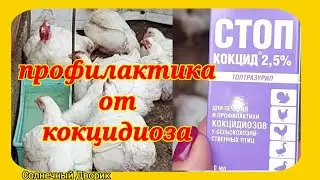 Профилактика или лечение кокцидиоза  у бройлеров. Стопкокцид или метронидазол.