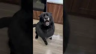 Gul'dan is a wolfdog or a hare? 🐺🐰🥕