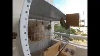Agapornis haciendo el nido