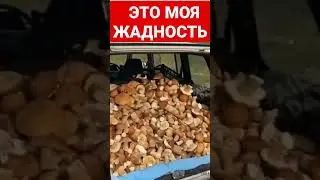 Жадность- это ...