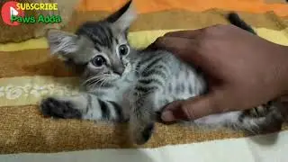 BABY CAT play || Fun video for kids || বিড়ালের খেলা || Cat Playing || 2019
