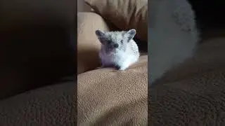 Ежиная возня