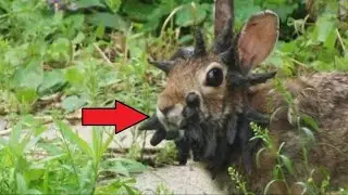 The man noticed one rabbit. After looking closely at him, he was speechless!
