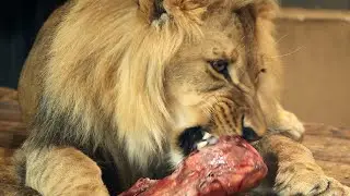 The lion eats a large beef bone and some  fish | Overview of the lion enclosure.