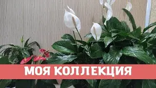 Моя коллекция цветов на лоджии
