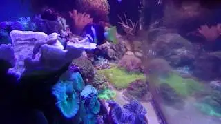 Reef life 13 something fishy.
