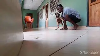 Boerboel Puppy | Female Energetic