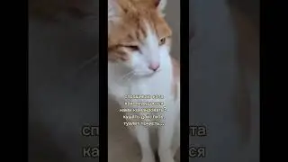 природный дар #кот #рыжий #юмор
