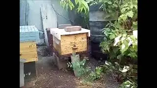Пчелы