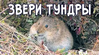 Тундра.  Отважные звери