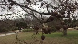 Callery pear tree - winter survival food