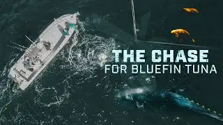 The Chase for Bluefin Tuna | Capt. Dom Petrarca